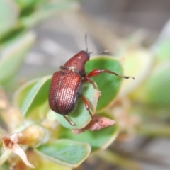 Euops sp. (genus) at Paddys River, ACT - 6 Oct 2023