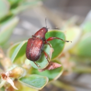 Euops sp. (genus) at Paddys River, ACT - 6 Oct 2023