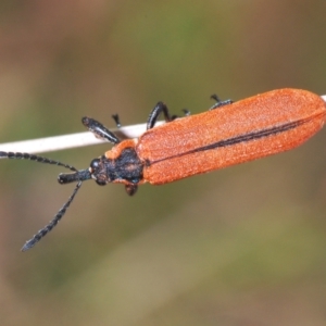 Rhinotia haemoptera at Paddys River, ACT - 6 Oct 2023 12:34 PM