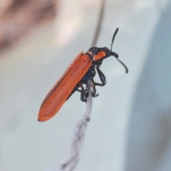 Rhinotia haemoptera at Paddys River, ACT - 6 Oct 2023 12:34 PM