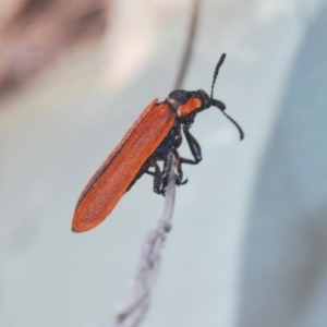 Rhinotia haemoptera at Paddys River, ACT - 6 Oct 2023 12:34 PM