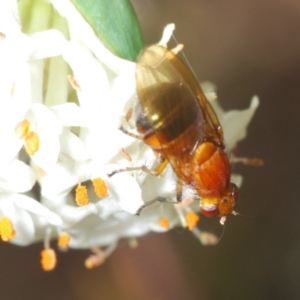 Rhagadolyra magnicornis at Theodore, ACT - 6 Oct 2023