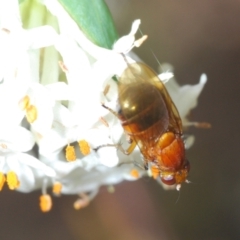 Rhagadolyra magnicornis at Theodore, ACT - 6 Oct 2023