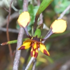 Diuris semilunulata (Late Leopard Orchid) at Paddys River, ACT - 6 Oct 2023 by Harrisi