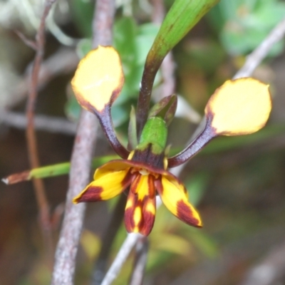 Diuris semilunulata (Late Leopard Orchid) at Paddys River, ACT - 6 Oct 2023 by Harrisi