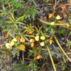 Diuris semilunulata at Paddys River, ACT - 6 Oct 2023