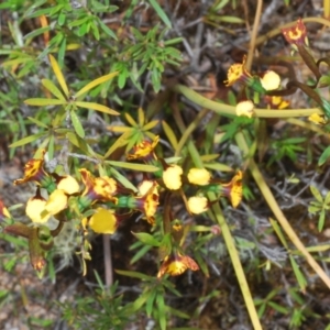 Diuris semilunulata at Paddys River, ACT - 6 Oct 2023