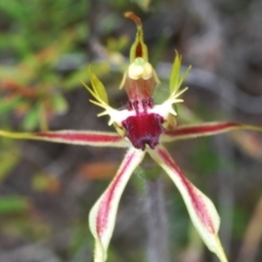Caladenia parva (Brown-clubbed Spider Orchid) at Paddys River, ACT - 6 Oct 2023 by Harrisi