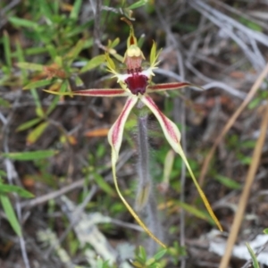 Caladenia parva at Paddys River, ACT - suppressed