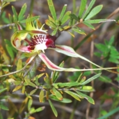 Caladenia parva at Paddys River, ACT - suppressed