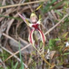 Caladenia parva at Paddys River, ACT - suppressed