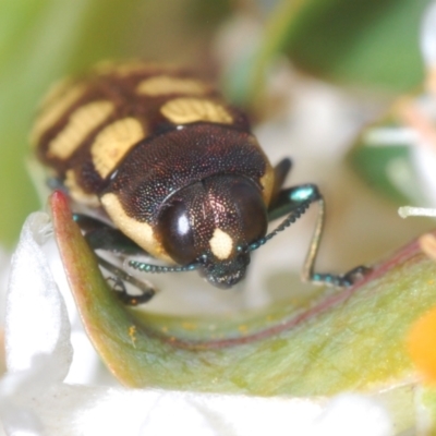 Castiarina decemmaculata (Ten-spot Jewel Beetle) at Theodore, ACT - 6 Oct 2023 by Harrisi