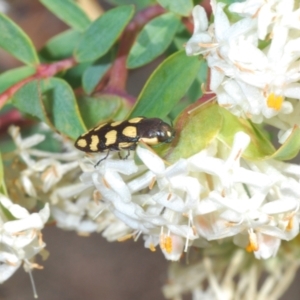 Castiarina decemmaculata at Theodore, ACT - 6 Oct 2023