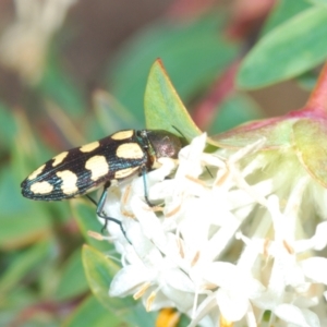 Castiarina decemmaculata at Theodore, ACT - 6 Oct 2023