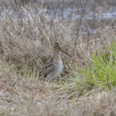 Gallinago hardwickii (Latham's Snipe) at Fyshwick, ACT - 6 Oct 2023 by ReeniRooMartinez