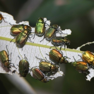 Diphucephala elegans (Green scarab beetle) at Capalaba, QLD - 5 Oct 2023 by TimL