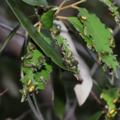 Diphucephala elegans at Capalaba, QLD - 5 Oct 2023