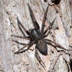 Badumna insignis at Capalaba, QLD - 5 Oct 2023 12:51 PM