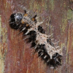 Lepidoptera unclassified IMMATURE at Capalaba, QLD - 5 Oct 2023 01:05 PM