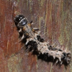 Lepidoptera unclassified IMMATURE at Capalaba, QLD - 5 Oct 2023 01:05 PM