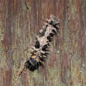 Lepidoptera unclassified IMMATURE at Capalaba, QLD - 5 Oct 2023 01:05 PM