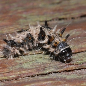 Lepidoptera unclassified IMMATURE moth at Capalaba, QLD - 5 Oct 2023