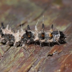 Lepidoptera unclassified IMMATURE at Capalaba, QLD - 5 Oct 2023 01:05 PM