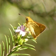 Ocybadistes walkeri (Green Grass-dart) at Braemar - 29 Sep 2023 by Curiosity