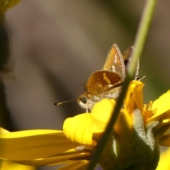 Taractrocera papyria (White-banded Grass-dart) at Wingecarribee Local Government Area - 29 Sep 2023 by Curiosity