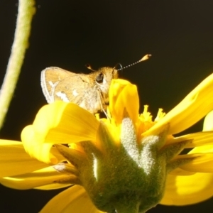 Taractrocera papyria at Braemar - 29 Sep 2023 03:20 PM