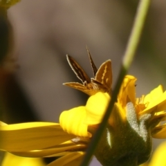 Taractrocera papyria at Braemar - 29 Sep 2023 03:20 PM