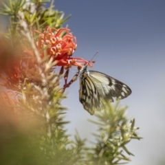 Belenois java (Caper White) at Jerrabomberra Wetlands - 5 Oct 2023 by ReeniRoo