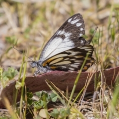 Belenois java at Kingston, ACT - 6 Oct 2023 10:55 AM