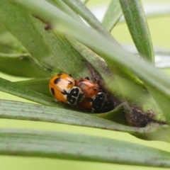 Hippodamia variegata (Spotted Amber Ladybird) at Wingecarribee Local Government Area - 2 Oct 2023 by Curiosity