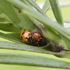 Hippodamia variegata (Spotted Amber Ladybird) at Braemar - 2 Oct 2023 by Curiosity