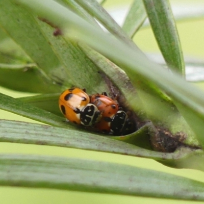 Hippodamia variegata (Spotted Amber Ladybird) at Braemar, NSW - 2 Oct 2023 by Curiosity