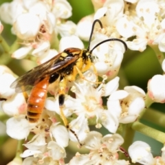 Labium sp. (genus) (An Ichneumon wasp) at QPRC LGA - 6 Oct 2023 by DianneClarke