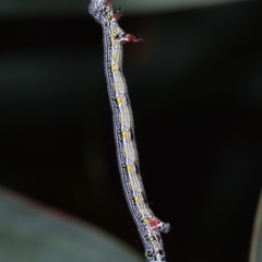 Chlenias banksiaria group (A Geometer moth) at QPRC LGA - 6 Oct 2023 by DianneClarke