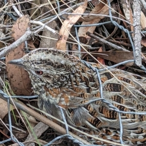 Turnix varius at Sutton, NSW - suppressed