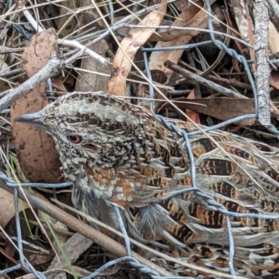 Turnix varius (Painted Buttonquail) at QPRC LGA - 5 Oct 2023 by Talie