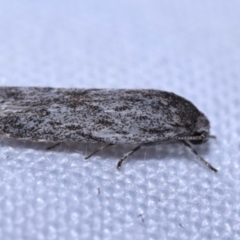 Agriophara undescribed species at Greenleigh, NSW - 1 Oct 2023