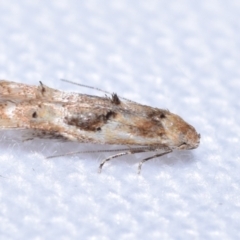 Epermeniidae (family) (Fringe tufted moths) at QPRC LGA - 3 Oct 2023 by DianneClarke