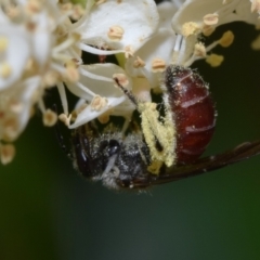 Lasioglossum (Parasphecodes) sp. (genus & subgenus) (Halictid bee) at Greenleigh, NSW - 6 Oct 2023 by DianneClarke