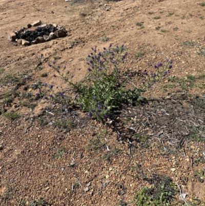 Echium plantagineum (Paterson's Curse) at Kosciuszko National Park - 6 Oct 2023 by lbradley