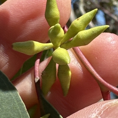 Eucalyptus blakelyi (Blakely's Red Gum) at Blowering, NSW - 7 Oct 2023 by lbradley