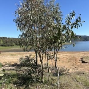 Eucalyptus blakelyi at Blowering, NSW - 7 Oct 2023 10:54 AM