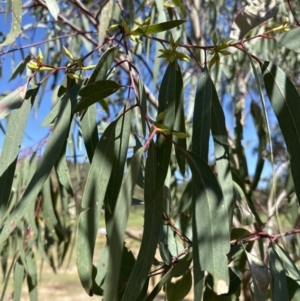 Eucalyptus blakelyi at Blowering, NSW - 7 Oct 2023