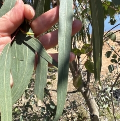 Eucalyptus blakelyi at Blowering, NSW - 7 Oct 2023 10:54 AM