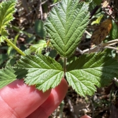 Rubus anglocandicans (Blackberry) at Blowering, NSW - 6 Oct 2023 by lbradley