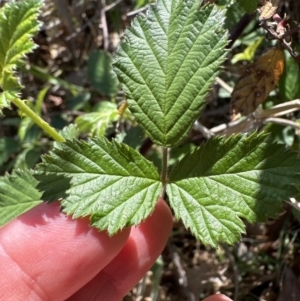 Rubus anglocandicans at Blowering, NSW - 7 Oct 2023 10:58 AM